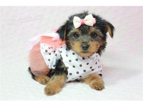 Samci a samice Yorkie �t��ata