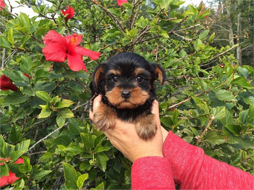 Kvalita Yorkie �t�n�