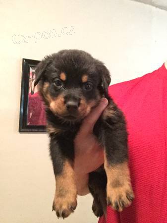 Samci a samice Rotvajler �t��ata pro pet milenci.