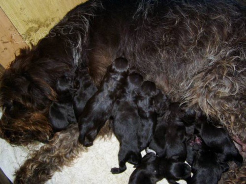 Prod�m �t��ata �esk�ho fouska s PP.