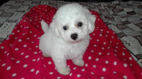 Bi�onek fris� s PP