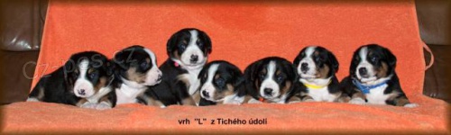 Entlebu�sk� sala�nick� pes