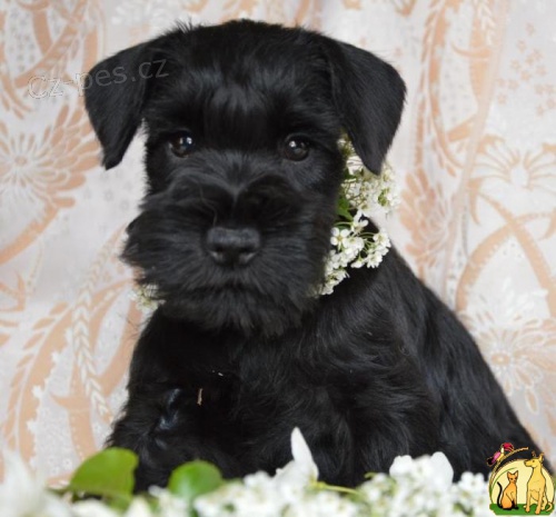 Kn�ra� mal� �ern�