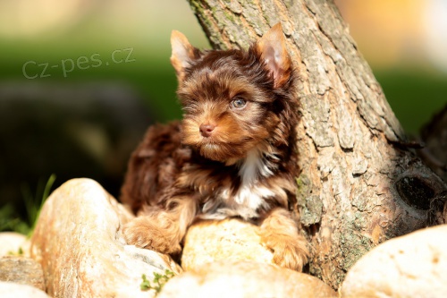 Jork��rkov� s PP barevn� varianty