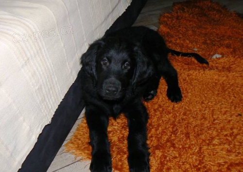 �t�n� Flat Coated Retrievera s PP - �ern� fenka