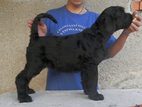 Kn�ra� Velk� �ern� s PP