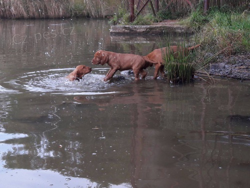 prod�m pap�rov� �t�nata madarsk�ho oha�e dr�tosrst�ho