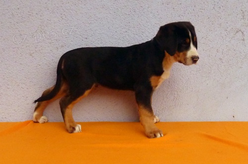 Velk� �v�carsk� sala�nick� pes - �t�n� s PP