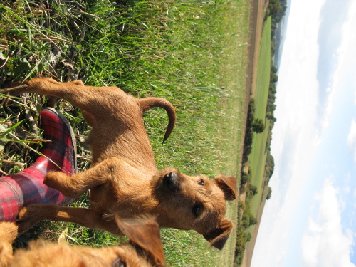 Irsk� teri�r s PP