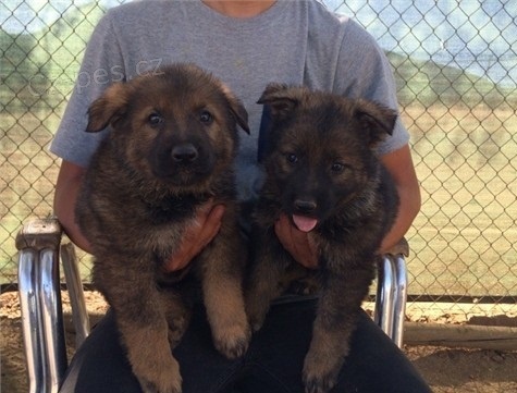 Nemeck� ov�iak -�teniatka