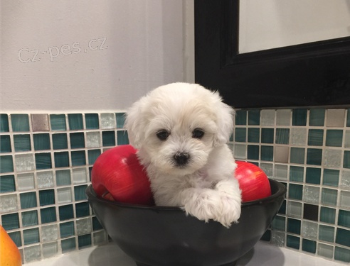 Maltezske �teniatka 