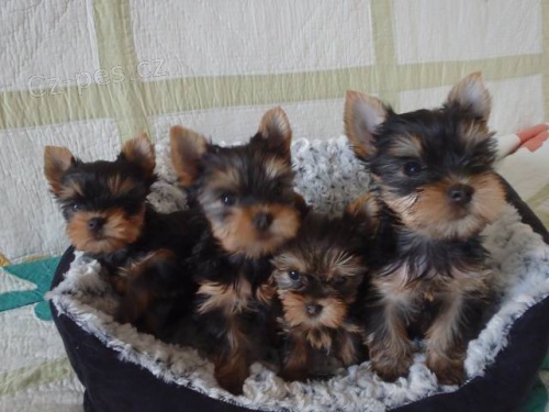 �t���tka yorkshirsk�ho terri�ra