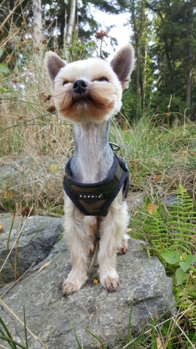 Nab�z�me pejska ke kryt�