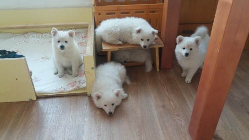 N�meck� �pic velk� b�l�-�t��ata