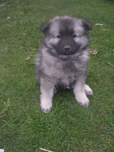 N�meck� �pic vl��