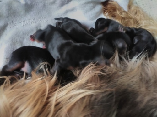 Jork��rsk� teri�r - �t���tka