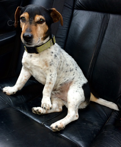 Hled�me sle�nu :)