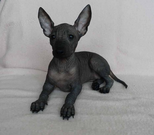 Peru�nsk� nah��