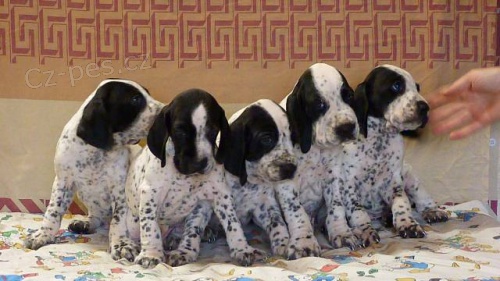 Auvergn�sk� oha� kr�tkosrst�