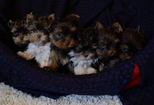 Barevn� jork��rkov�