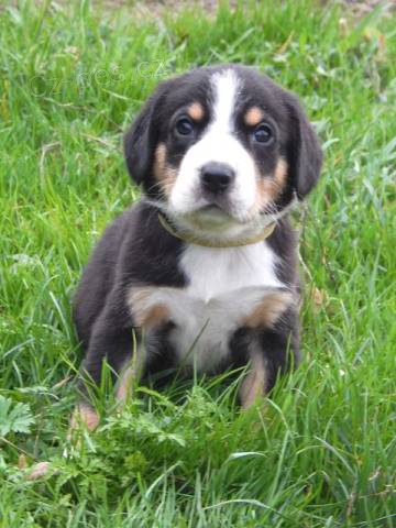 Entlebu�sk� sala�n�cky pes