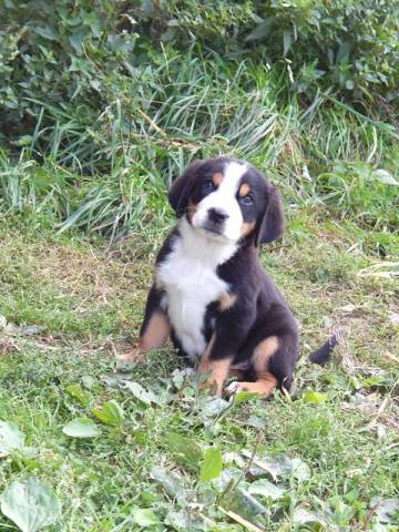 Ve�k� �vaj�iarsky sala�n�cky pes