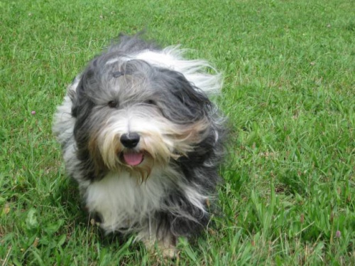 Bearded collie