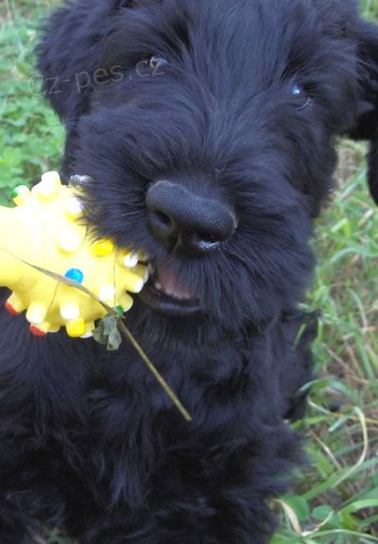 Kn�ra� velk� �ern�