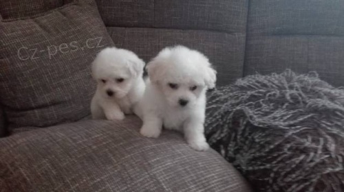 Bi�onek fris� s PP