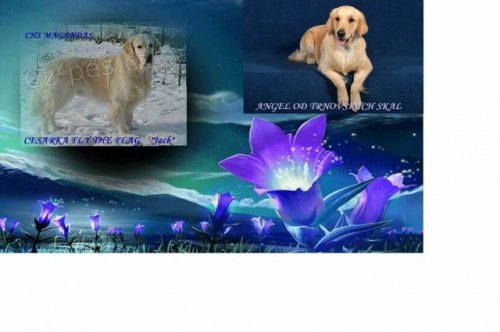 Golden retriever (Zlat� retriever) - �t�n� s PP