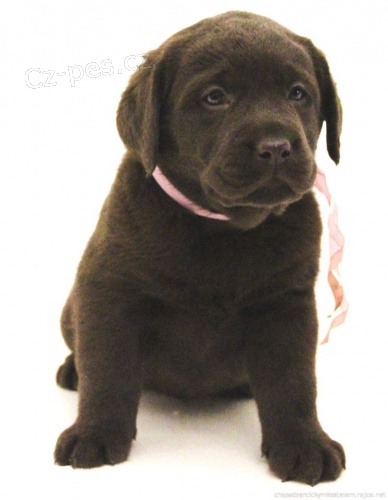 Labrador �okol�dov� a �ern� �t���tka s PP