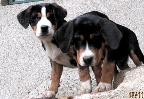 Velk� �v�carsk� sala�nick� pes s PP