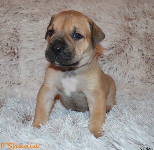 Boerboel �t��ata s PP
