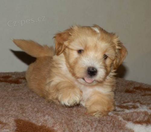 Havansk� ps�k - �t���tka