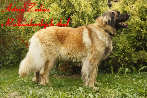 �t���tka leonbergera s PP