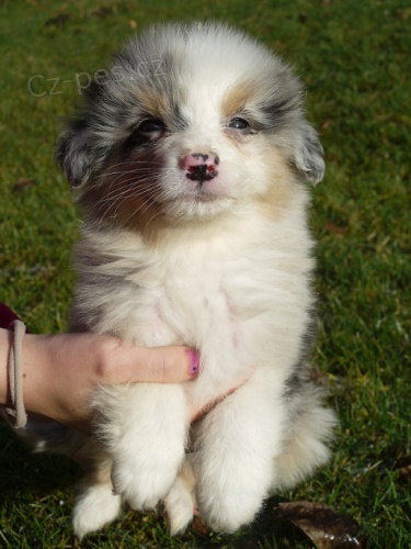 Australsk� ov��k s PP