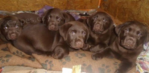 Labradorsk� retriever s PP