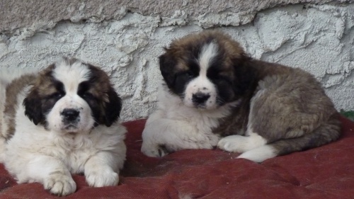 Moskevsk� str�n� pes