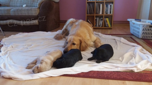 Prod�m �t��ata hovawarta