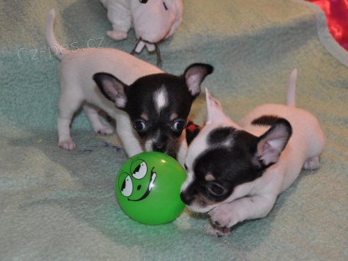 �ivava kr�tkosrst� s PP