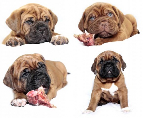 Kr�sn� �t��ata Bordeauxsk� dogy