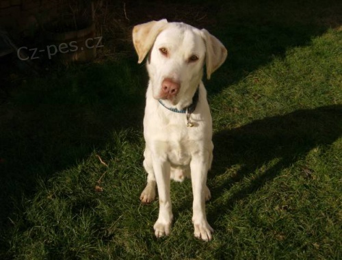 Pejsek do dobr�ch rukou