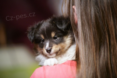Sheltie s PP