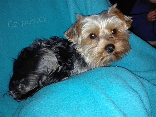 Nab�dka kryt� jork��ra