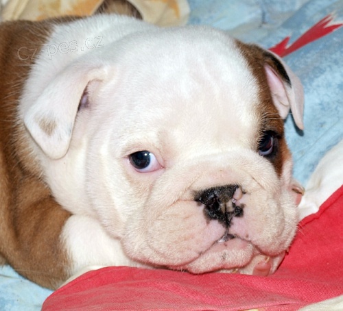 Anglick� buldok, English Bulldog, buldog s PP