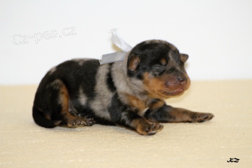 Beauceron - �t���tka �ern� s p�len�m & harlek�n