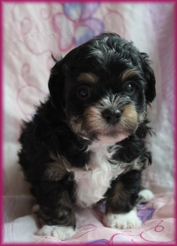 Rusk� barevn� bolonka - �t���tka