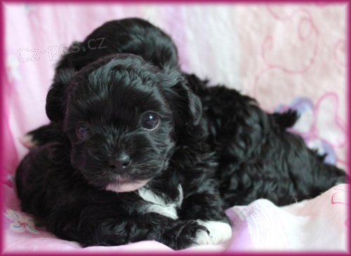 Rusk� barevn� bolonka - �t���tka