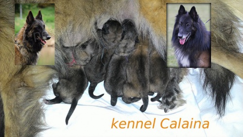 Belgick� ov��k Tervueren s PP