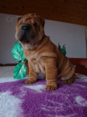 �arpej, Shar-pei